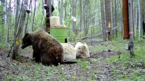 Медведица с медвежатами на приваде. She-bear with cubs on a bait.