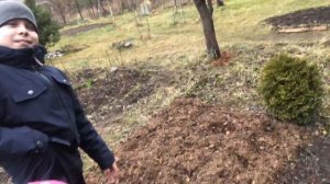 Мульчирование Клубники и Малины хвоей