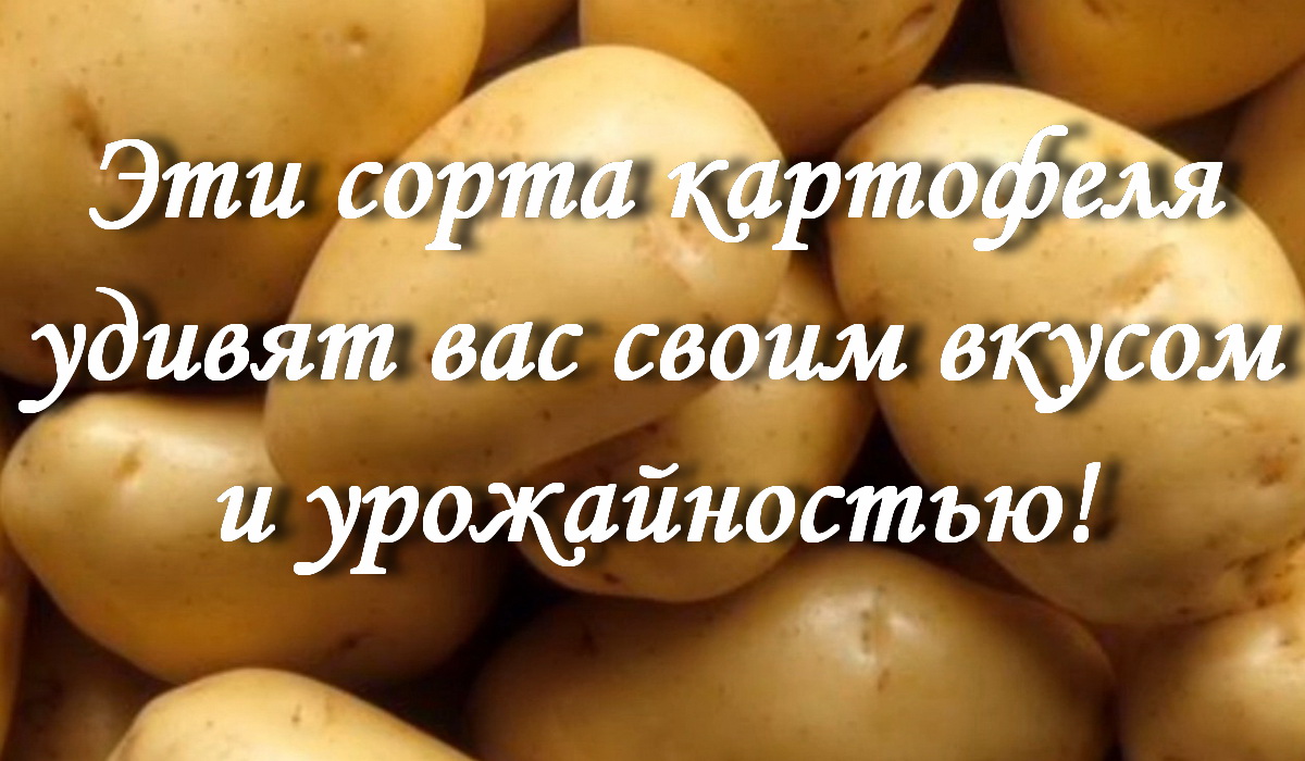 Эти сорта картофеля удивят вас своим вкусом! смотреть онлайн