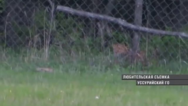 Леопард разоряет ферму под Уссурийском смотреть онлайн