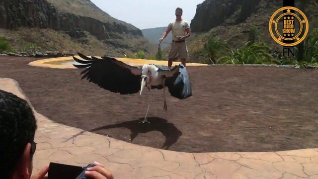 Marabou Stork - The Undertaker Bird is showing of in the heat смотреть онлайн