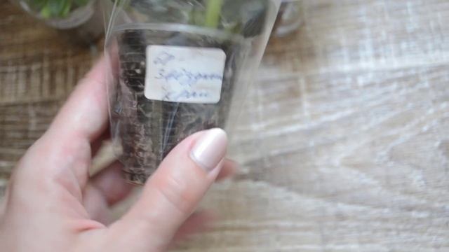 Побывала на июньской выставке. Что я там купила? смотреть онлайн