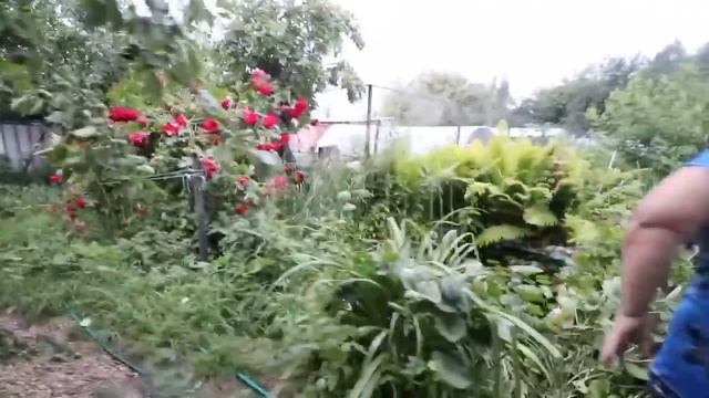 влог Цветы на участке Семейные посиделки Миняева Юлия смотреть онлайн