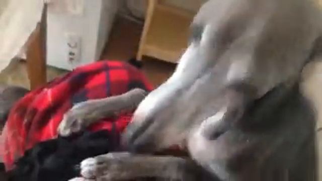 Зевс! смотреть онлайн