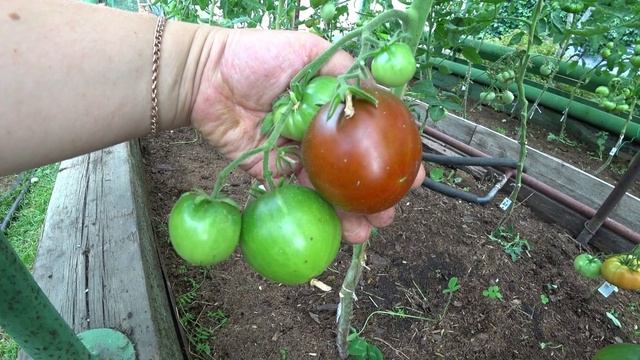 Шоколадные томаты. Обзор сортов смотреть онлайн