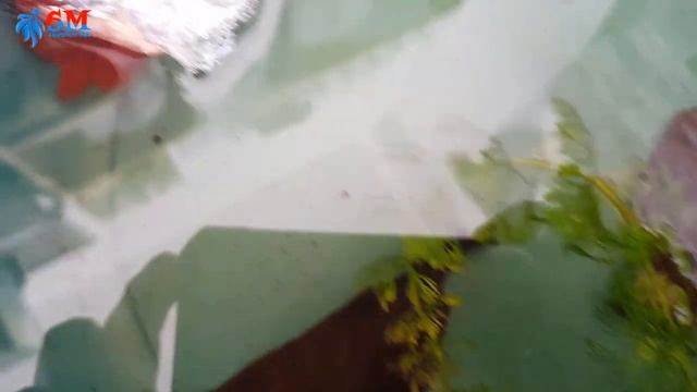 How To Breed Betta Fish | Crossbreeding Red Dragon x Galaxy Tiger (Part 1) смотреть онлайн