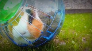 КУДА ПРОПАЛА СВИНКА БУЗЯ! ШОК! Я ЕЙ НАПИСАЛ!!! Морская Свинка Бузя и Кузя Вера Челлендж куда пропал