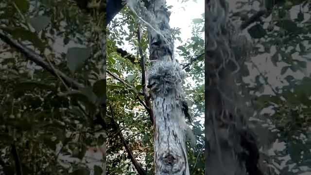 тыквы на весу 18.06.2022 г