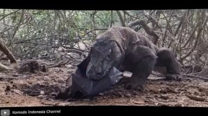 100 Самых Опасных и Ядовитых Рептилий в Мире