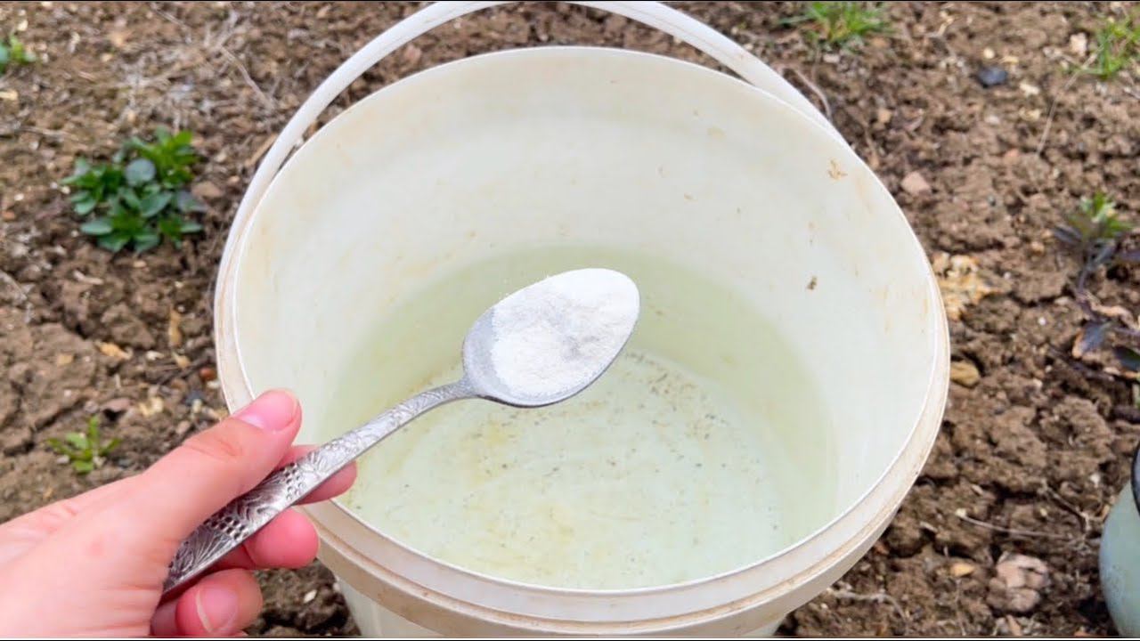 1 ЛОЖКА НА ВЕДРО ВОДЫ ГОРАЗДО ЛУЧШЕ НАВОЗА! ПОЧВА СТАНОВИТСЯ ЗДОРОВОЙ, УРОЖАЙНОЙ, ПЛОДОРОДНОЙ! смотреть онлайн