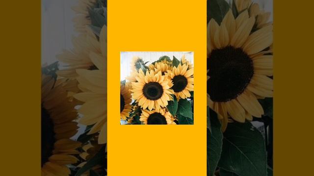 ‼️не волнуйтесь гача тоже будет‼️песня называется dance смотреть онлайн