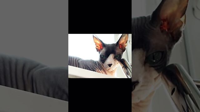 Мой любимчик Бамбино по кличке Смоки 🥰🥰🥰🥰 смотреть онлайн