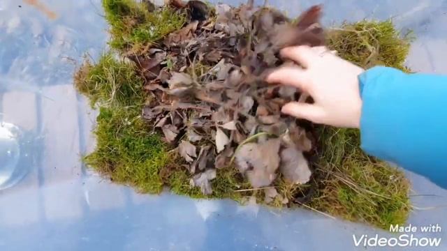 Новый дом для улитки Ахатина : мох, содержание, еда. #улитка смотреть онлайн