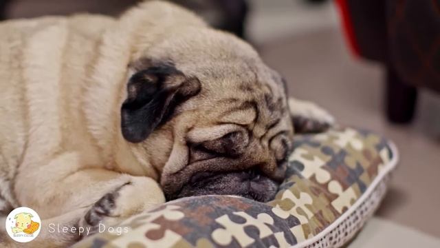 11 Hours of Soothing Dog Therapy Music - INSTANTLY Calm My Dog Down! смотреть онлайн