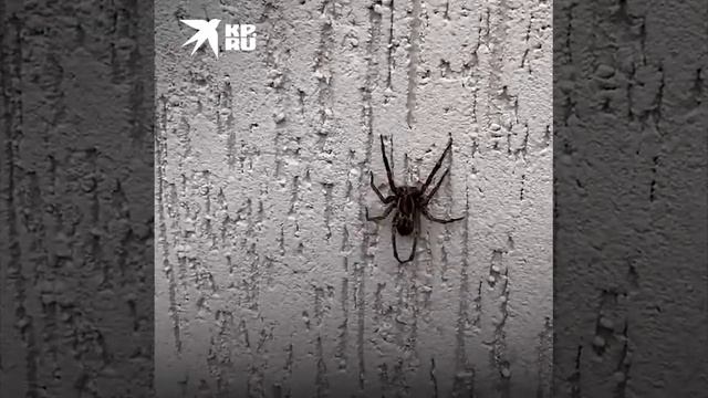 Паук-волк в Сочи