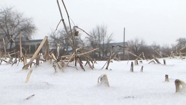 Биогумус - вместо минеральных удобрений - дикий навозный червь зимой «Сельский порядок» смотреть онлайн