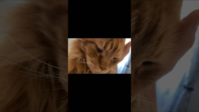 Мой новый соведущий на этом канале.