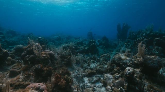 Diving the Coral Reefs of Roatan смотреть онлайн