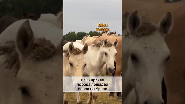 Какие же они все таки красивые. Башкирская лошадь#shorts смотреть онлайн