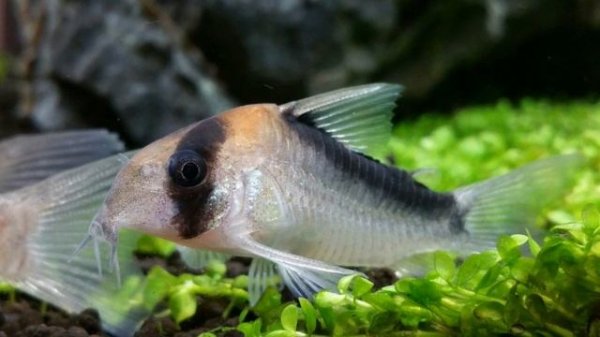 Corydoras sp. CW051 "New Panda Cory" (wild) & Corydoras duplicareus "Duplicate Cory" (wild)