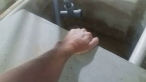 Инкубация икры и выклев личинки клариевого/африканского сома