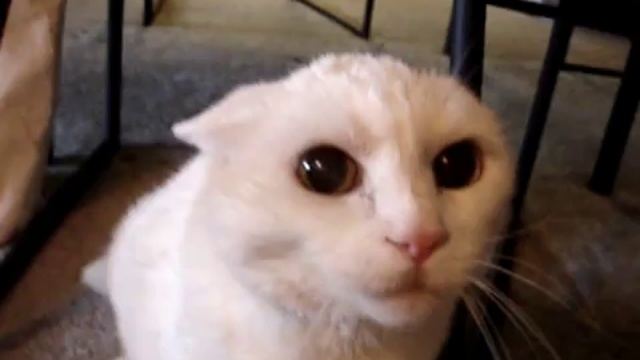 Очень злобный и раздражённый кот смотреть онлайн