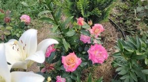 Роза Мишель Друкер (Michel Drucker) | Обзор розы Мишель Друкер