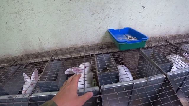 РАЗОВОЕ КОРМЛЕНИЕ КРОЛЬЧАТ! КОРМЛЕНИЕ РАЗ В СУТКИ! смотреть онлайн