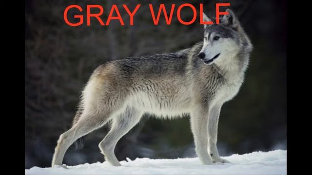 GRAY WOLF | Animal Sounds For Children To Learn смотреть онлайн