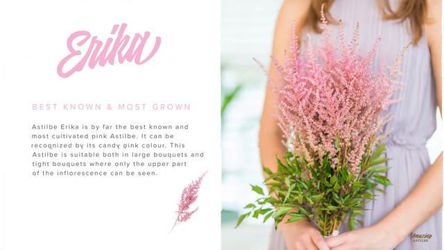 Five Astilbes that are available year-round | Amazing Astilbe смотреть онлайн