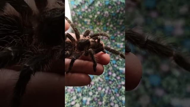 Паук-птицеед Машенька стала красивее после линьки! / lasiodora parahybana смотреть онлайн