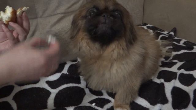 Пекинес Дендик кушает кольца с творогом смотреть онлайн