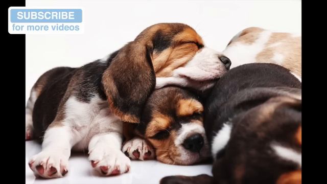 Music for Terriers! If you have a Naughty or Anxious Terrier, Calming Music! 🐶 #TERRIER02 смотреть онлайн