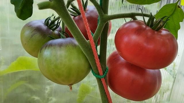 Томат Аметистовая драгоценность. Изысканный вкус и цвет! смотреть онлайн