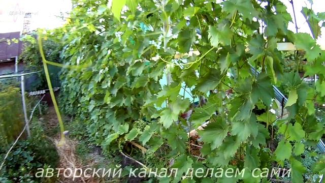 Внекорневая подкормка винограда.Чем подкормить виноград летом.Удобрение и подкормка винограда смотреть онлайн