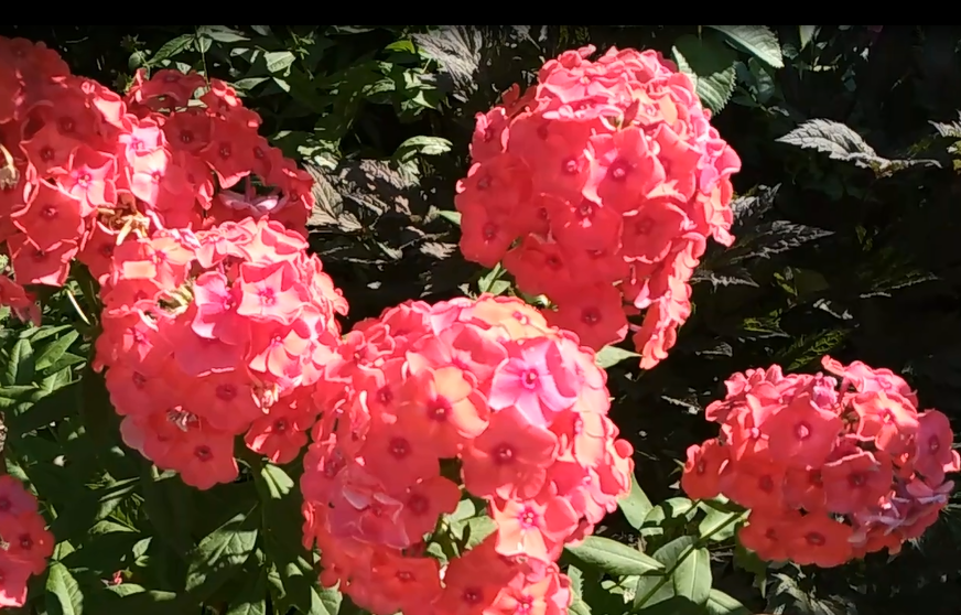 Как получить постоянное цветение на клумбах до самой осени Экскурсия по цветущей всегда клумбе