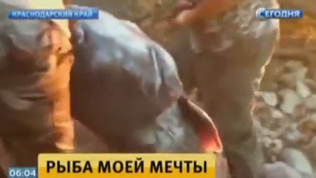 Рыба мечты: житель Кубани поймал 100-килограммового сома смотреть онлайн