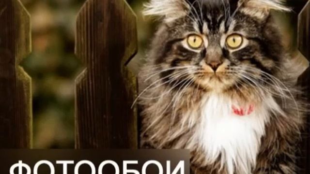 3D ФОТООБОИ/ФРЕСКИ – модная новинка для стильного интерьера. смотреть онлайн