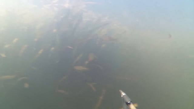 Подводная охота 12.09.2017 - всего понемногу смотреть онлайн