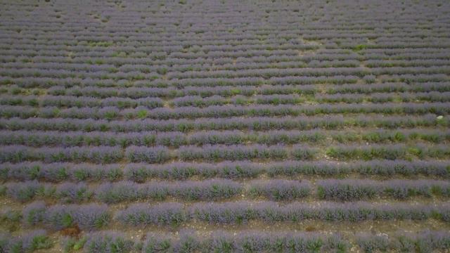 All about growing lavender and harvesting | Lavender harvest equipment | green acres смотреть онлайн