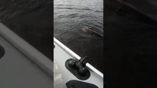 Рыбалка на севере России смотреть онлайн