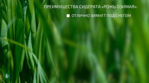 Подарок для почвы - сидераты БашИнком