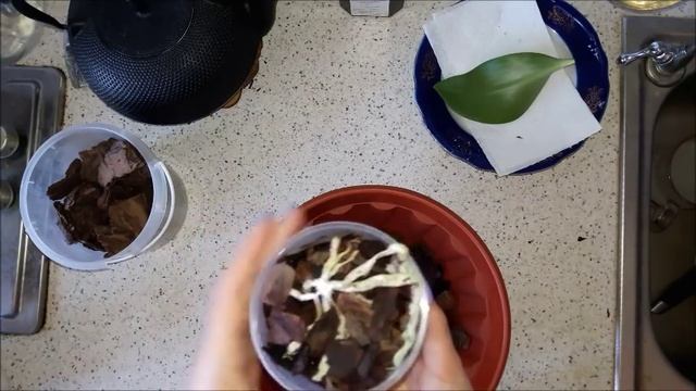 Часть 12. Реанимация. Орхидея Фаленопсис. Посадка корней орхидеи без листьев. Что делать дальше. смотреть онлайн