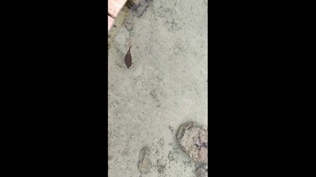 Шарм-эль-Шейх/Отель Royal Albatros Moderna/ Пляж района Набк.