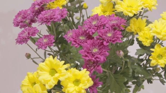 Хризантема кустовая микс смотреть онлайн