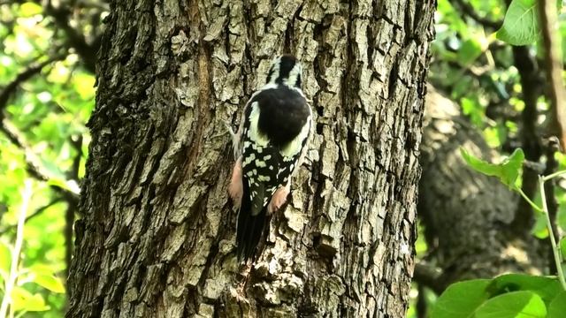 СРЕДНИЙ ПЕСТРЫЙ ДЯТЕЛ смотреть онлайн