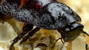 Все что нужно знать о тараканах!