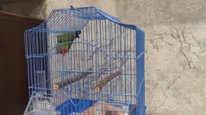 Приручаю попугая неразлучника к руке, что бы не боялся.