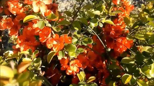 Кустик с красными цветами Bush with red flowers 布什与红色花朵 Busch mit roten Blüten 赤い花の茂み 붉은 꽃과 부시 Bụi смотреть онлайн