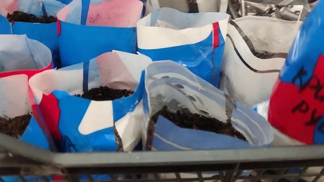 Посев Арбузов. Мой выбор семян арбузов, тыкв и кабачков 2022. смотреть онлайн